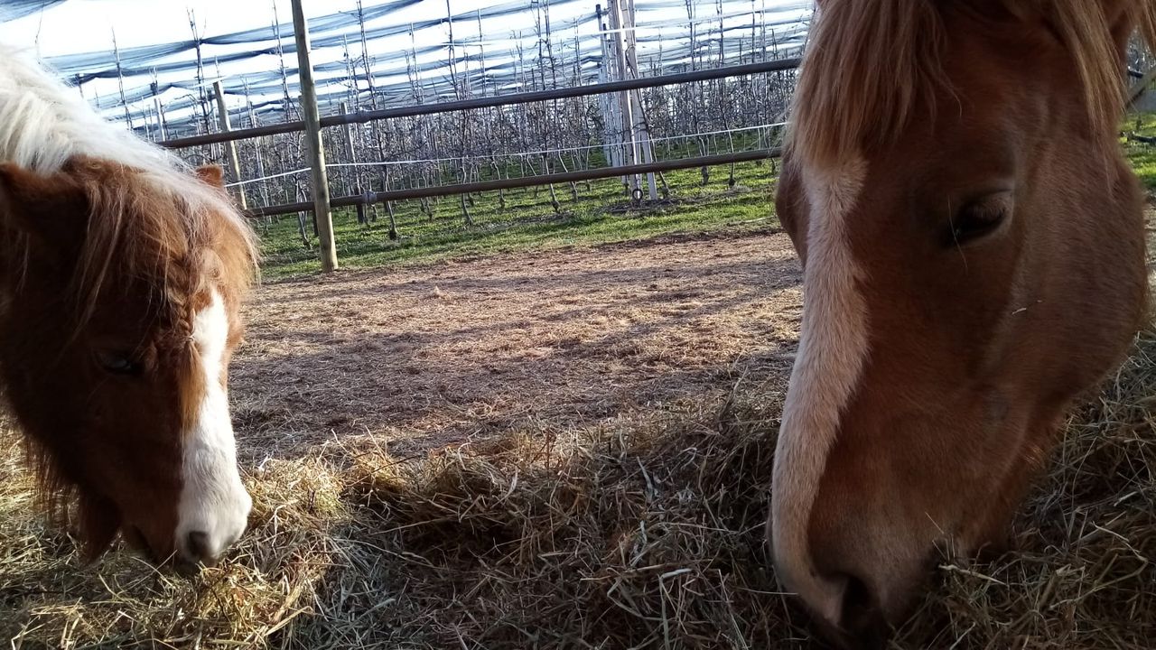 unsere Ponys unsere Ponys